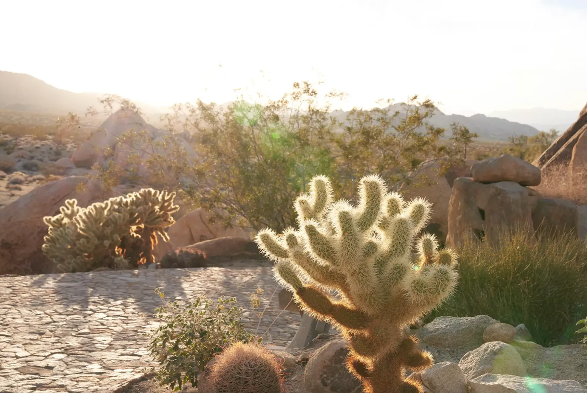 A cactus in the desert on a sunny day, surrounded by other plant life and sand 