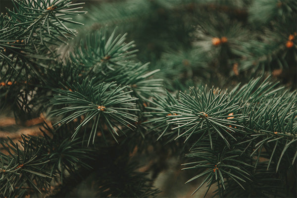 CLOSE UP of pine needles