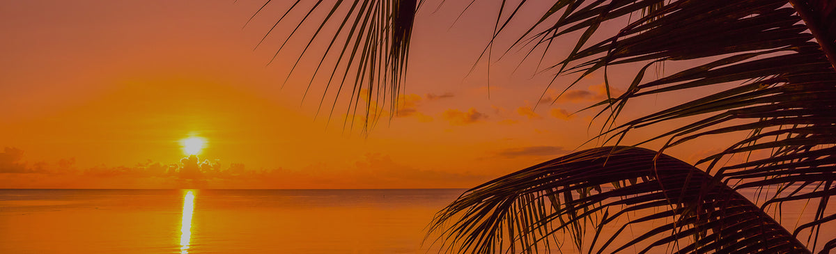 A tropical sunset seascape with a bright orange and yellow sky, the sun low over calm water, and dark palm fronds framing the right side of the scene.