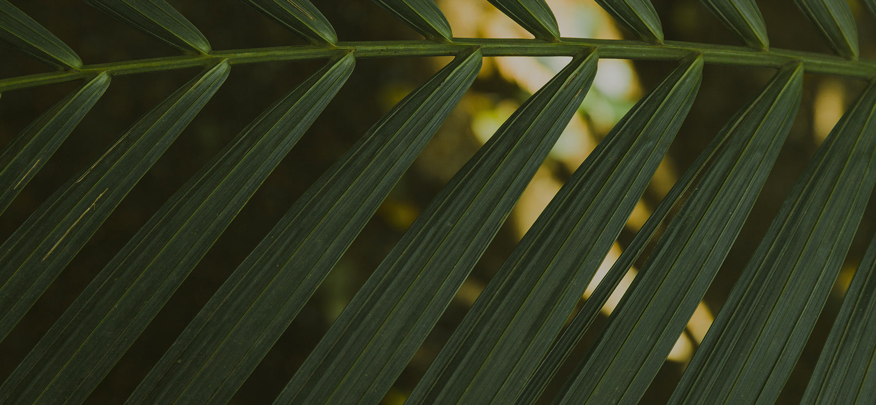 Close-up of a green leaf with a blurred background