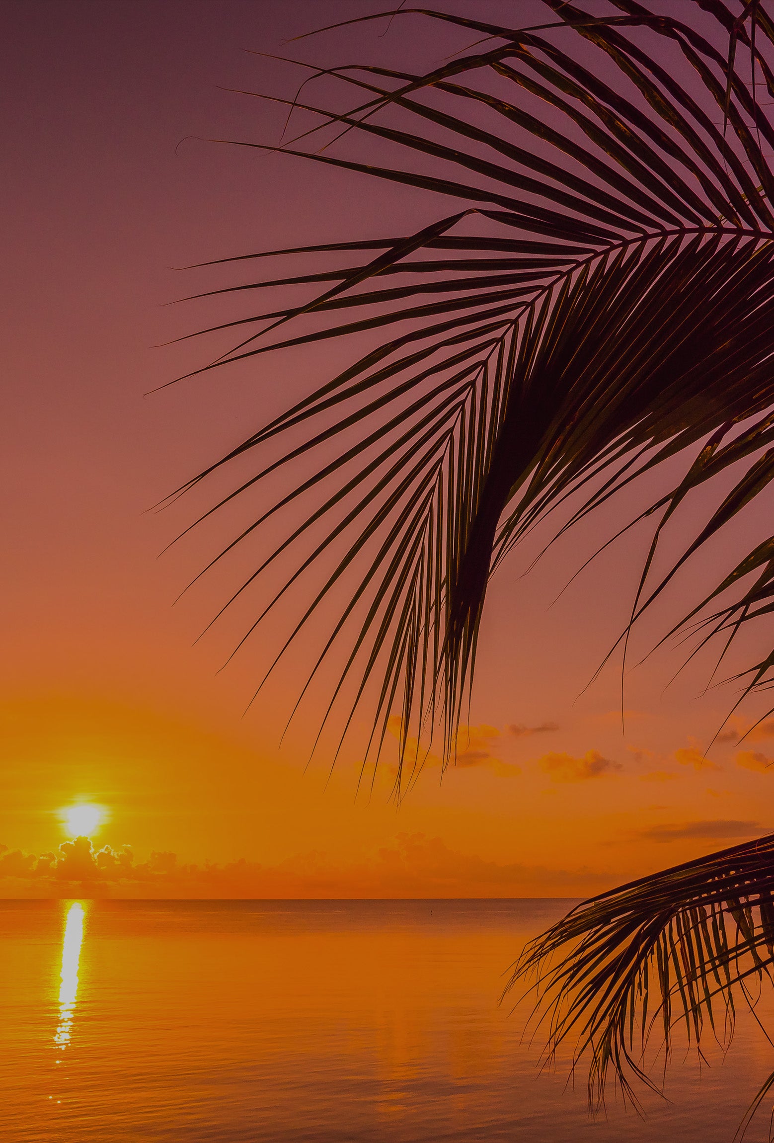 A tropical sunset seascape with a glowing orange sun over calm water, a purple-to-orange sky, and dark palm fronds silhouetted in the foreground.