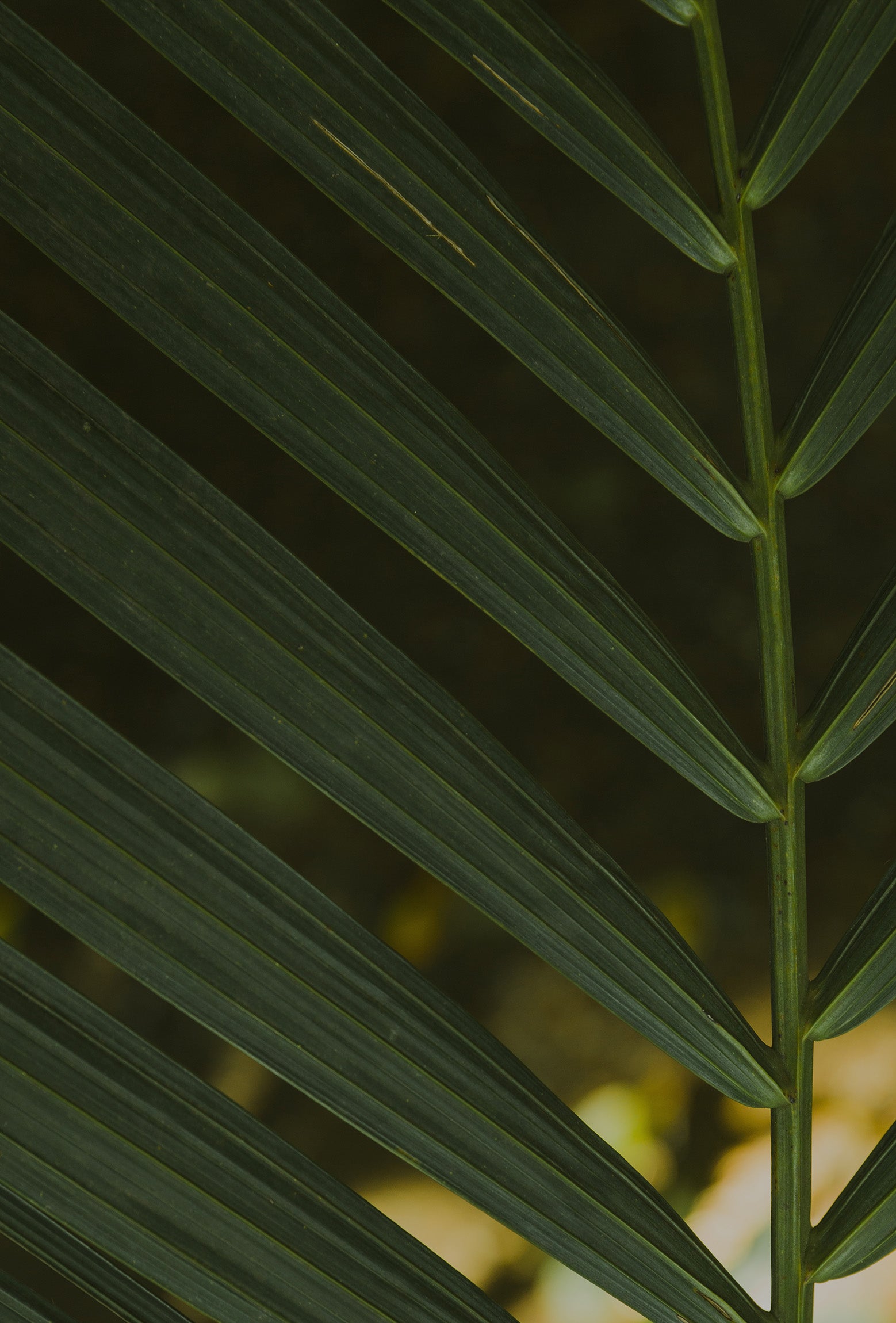 Close-up of a green leaf with a blurred background